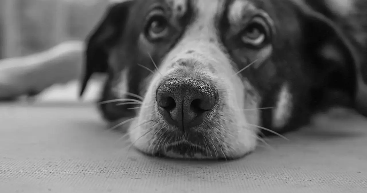 西檬之家字母圈的K8猫系是什么意思? 一