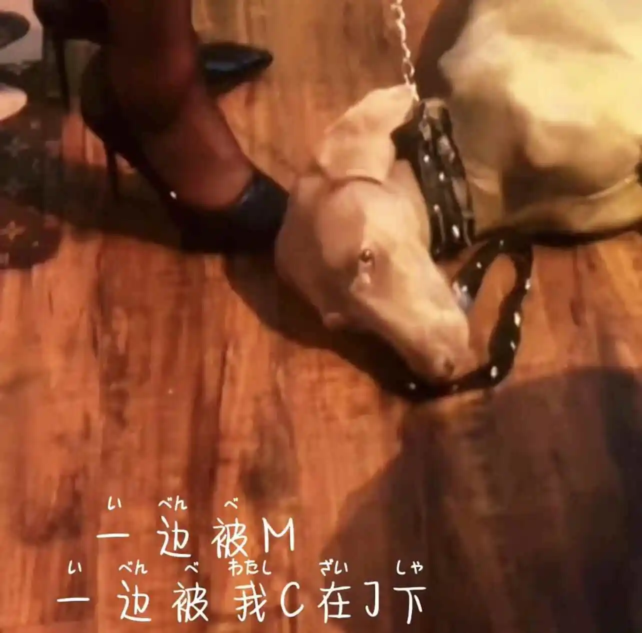 西檬之家sp小圈是什么意思? 一